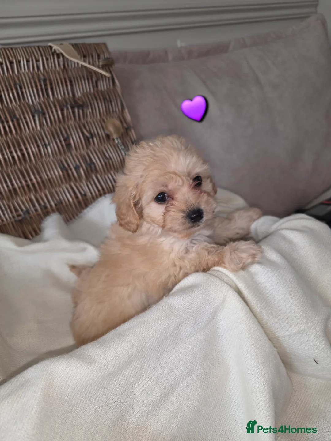 Maltipoo dogs for sale: Five gorgeous multi-poo puppies 3boys 2 girls - Advert 34