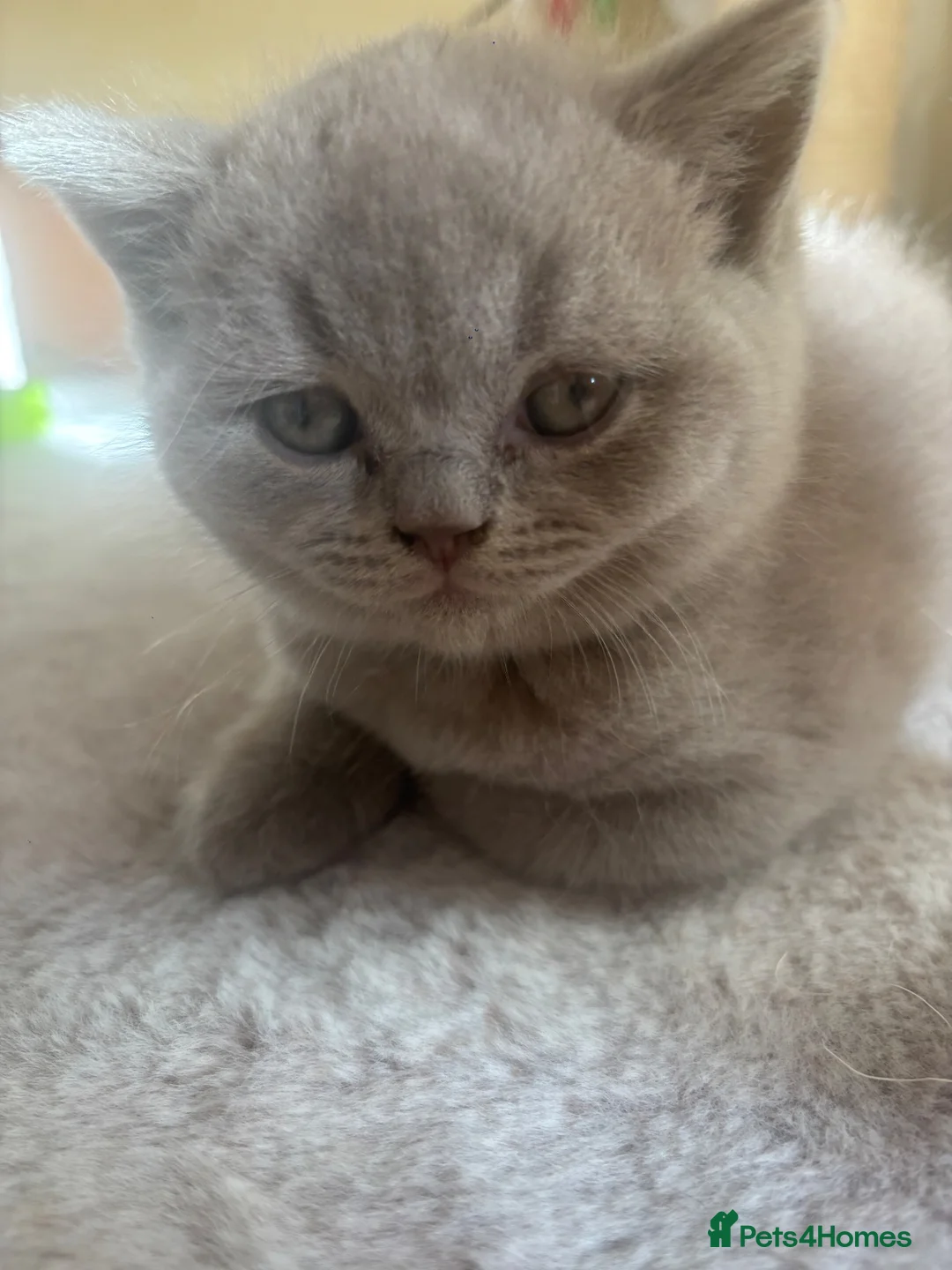 British Shorthair cats for sale: Gorgeous British Shorthair Kittens🐾💙 - Advert 15