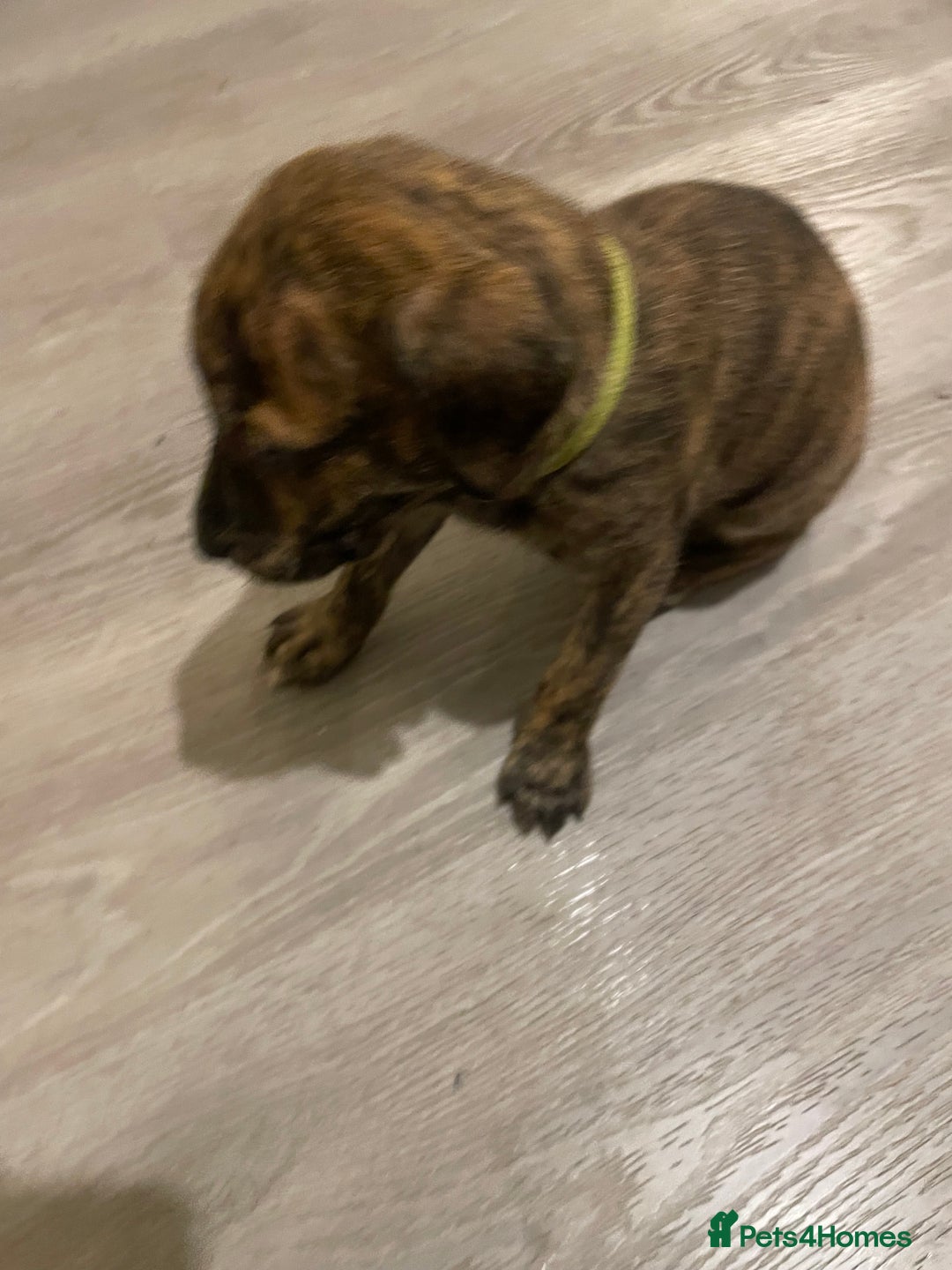 Lurcher dogs for sale: Greyhound/deerhound brindle lurchers - Advert 10