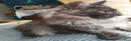Maine Coon cats for sale: Main coon kittens - Advert 4