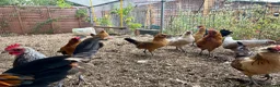 Chickens poultry for sale: Barbu d’Anver and Dutch bantam in Banbury - Advert 7
