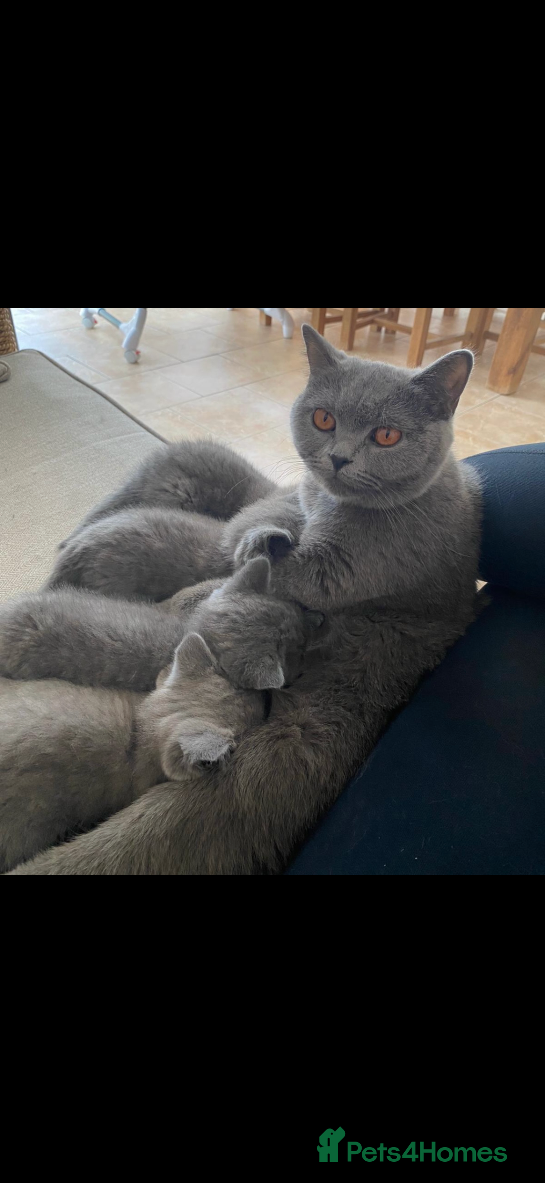 British Shorthair cats for sale: Full pedigree GCCF BSH kittens  - Image 3