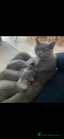 British Shorthair cats - Advert 11