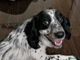 Sprocker dogs Sprocker for stud in Leeds - Advert 3