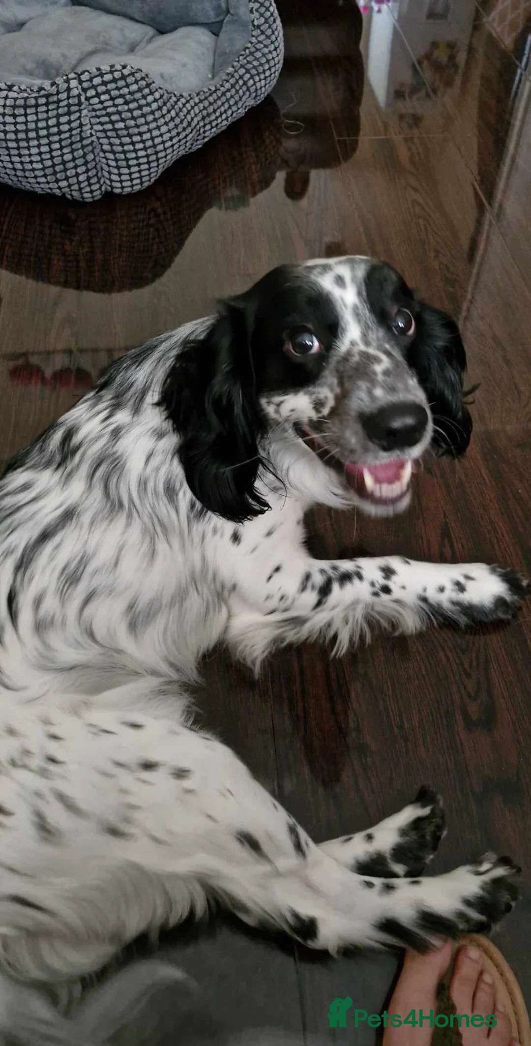 Sprocker dogs for stud: Sprocker for stud  in Leeds - Advert 1