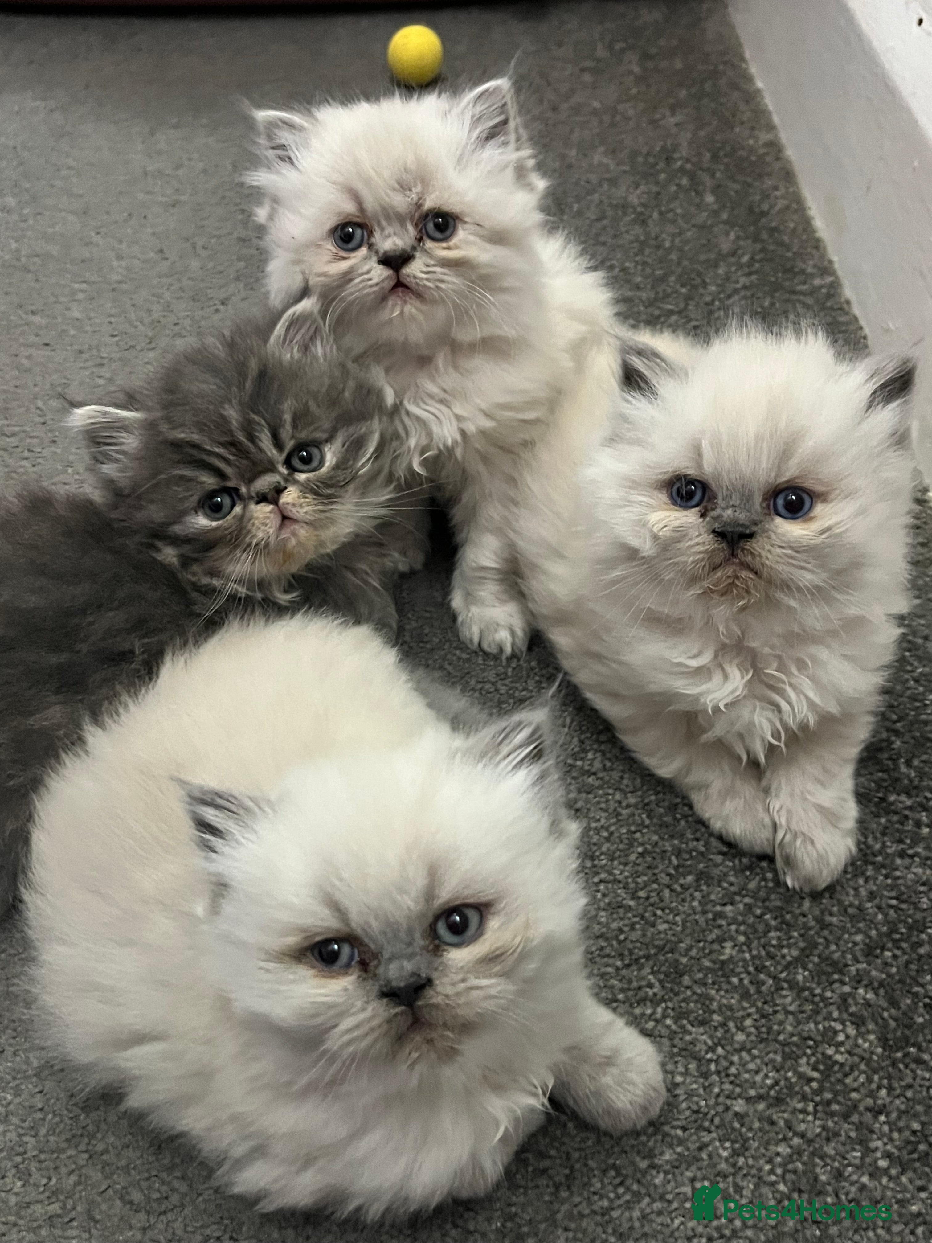 Persian cats 4 ADORABLE LITTLE CUTIE PIES, (READY 9TH JAN)  - Advert 2