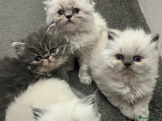 Persian cats 4 ADORABLE LITTLE CUTIE PIES, (READY 9TH JAN) - Advert 9