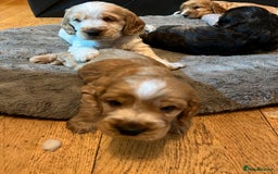 Cocker Spaniel dogs for sale: Three male cocker spaniel puppies for sale - Image 4