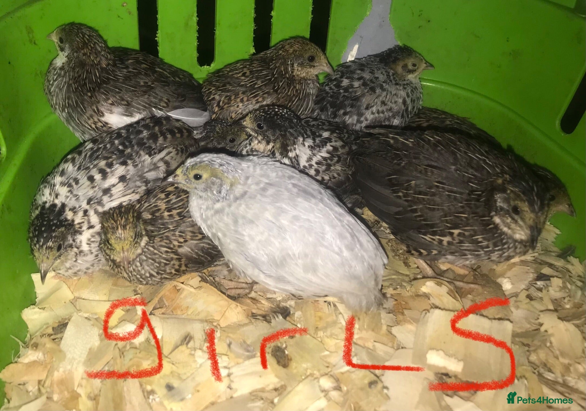 Quail poultry SEXED CHINESE PAINTED BUTTON QUAILS ! - Advert 1