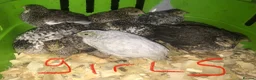 Quail poultry for sale: SEXED CHINESE PAINTED BUTTON QUAILS ! - Advert 1