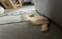 Mixed Breed cats for sale: Half Ragdoll Kittens - Image 1