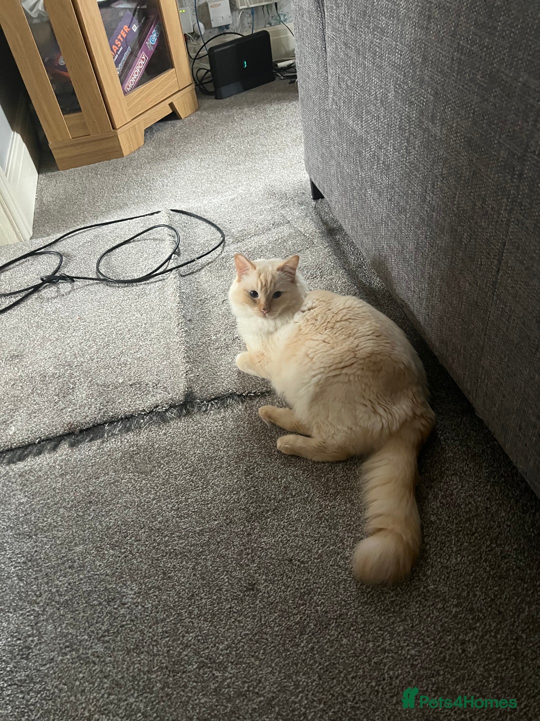 Mixed Breed cats for sale: Half Ragdoll Kittens - Image 1