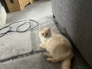 Mixed Breed cats Half Ragdoll Kittens - Advert 19