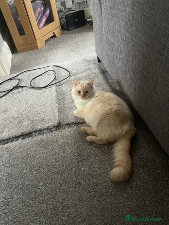 Mixed Breed cats - Advert 7