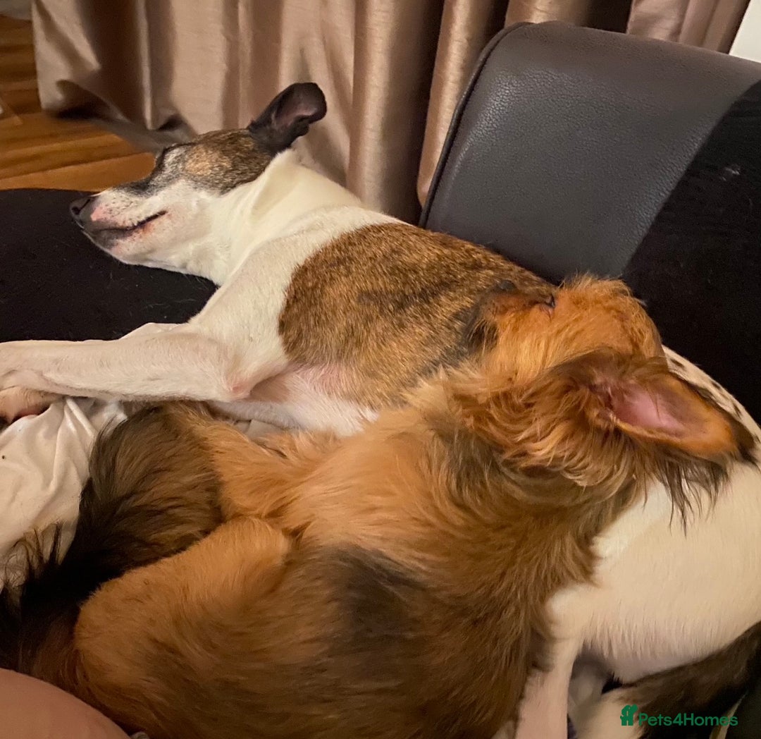 Chorkie dogs for sale: 5 year old male chorkie - Advert 10