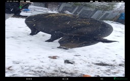 Pig livestock for sale: Ronnie and reggie  - Image 27
