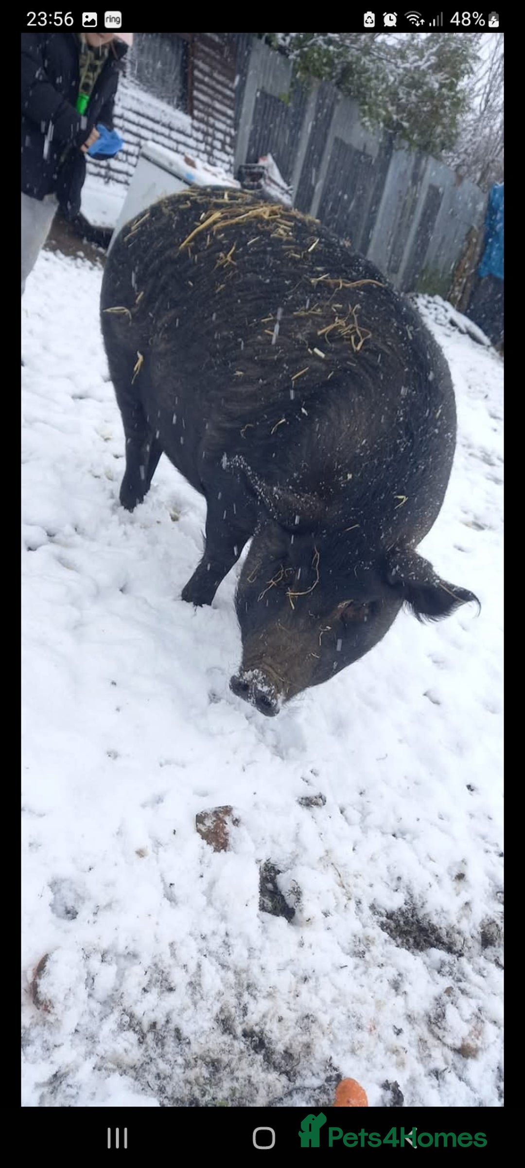 Pig livestock for sale: Ronnie and reggie  - Image 27