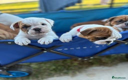 English Bulldog dogs for sale: Gorgeous Purebred English Bulldog Puppies - Image 5