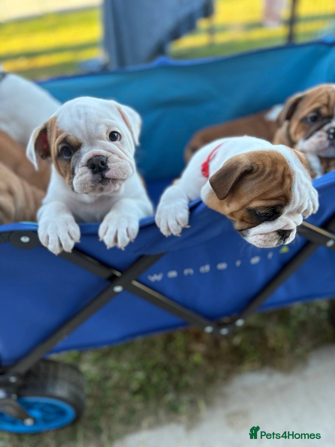 English Bulldog dogs for sale: Gorgeous Purebred English Bulldog Puppies - Image 5