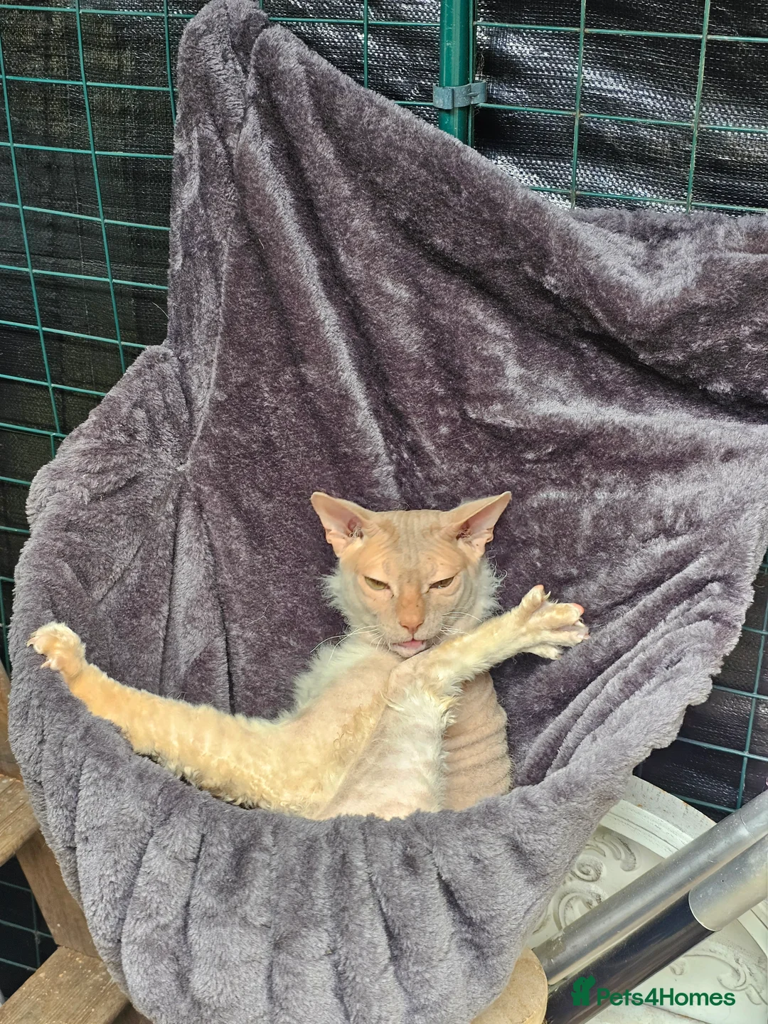 Siamese cats for sale: Siamese X Sphynx kittens - Advert 30