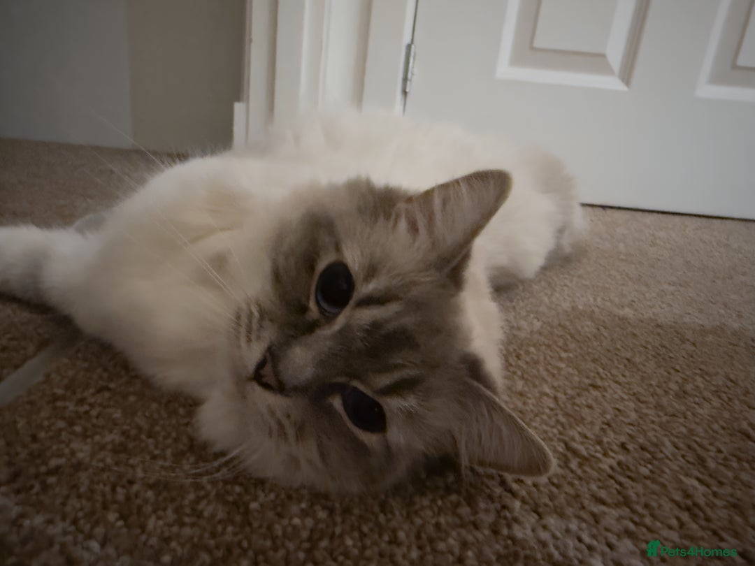 Ragdoll cats for sale: Female Ragdoll Cat for Sale (Urgent Rehoming) - Advert 6