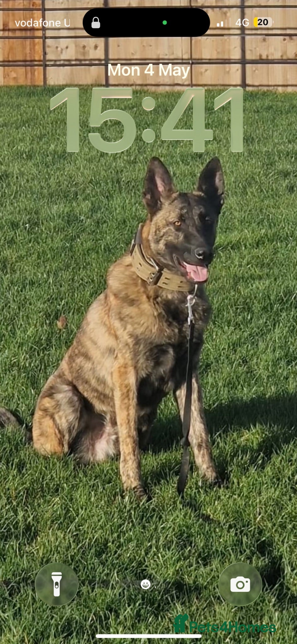 Belgian Shepherd Dog dogs Bruce the stud dog  - Advert 2