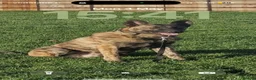 Belgian Shepherd Dog dogs for stud: Bruce the stud dog  - Advert 1