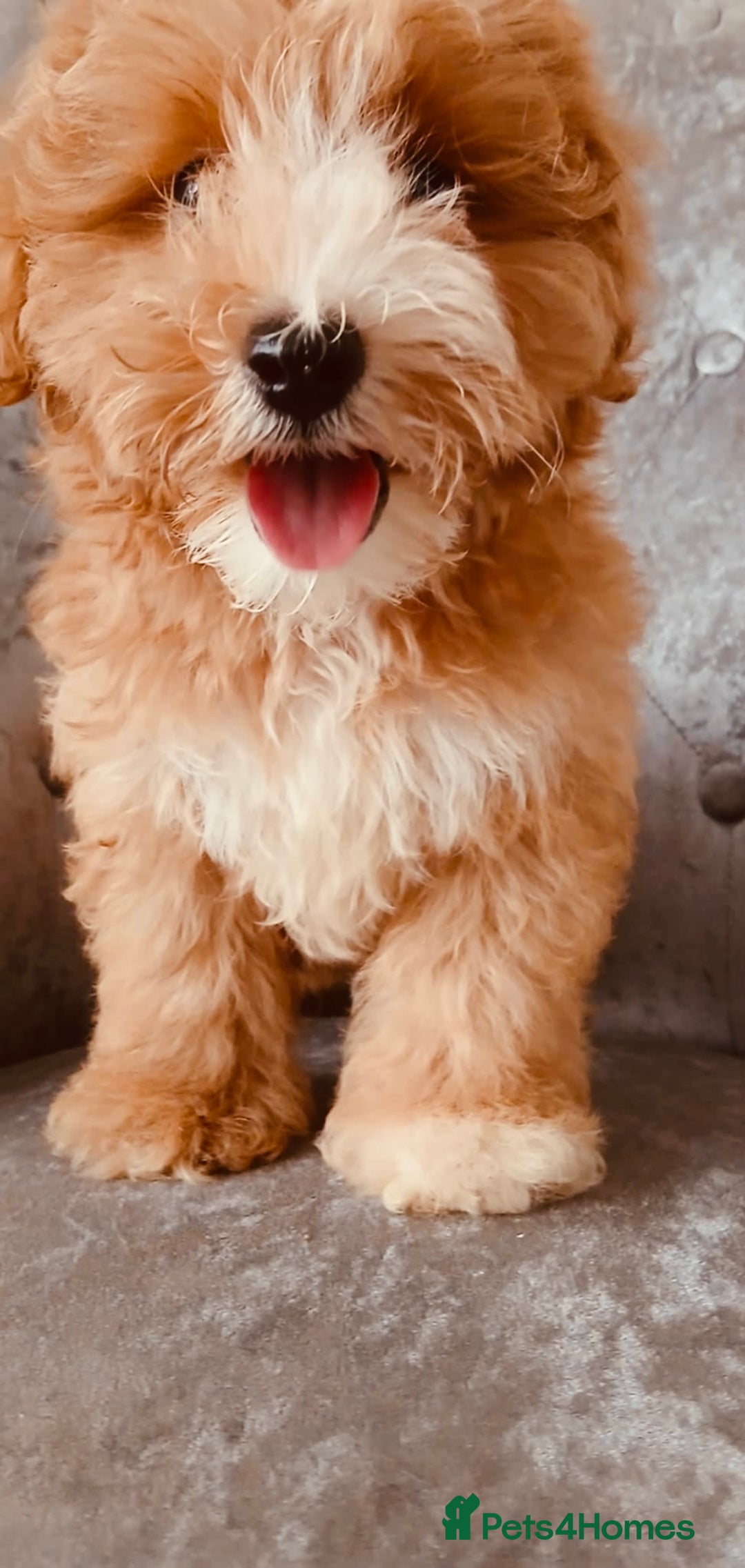 Maltipoo dogs for sale: Beautiful maltipoo puppies for sale - Image 5