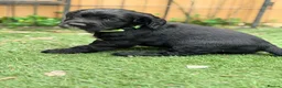 Cocker Spaniel dogs for sale: Gorgeous Cocker Puppies READY NOW - Advert 2