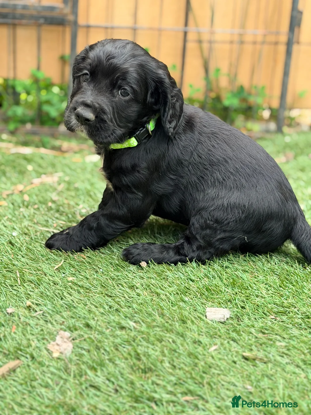 Cocker Spaniel dogs for sale: Gorgeous Cocker Puppies READY NOW - Advert 2