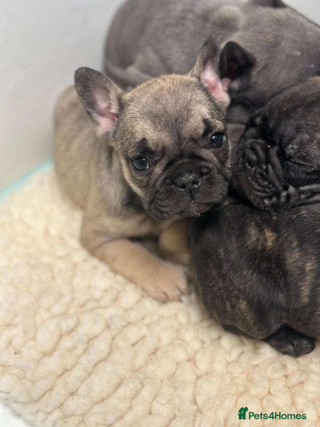 French Bulldog dogs for sale: KC Frenchies  - Advert 9