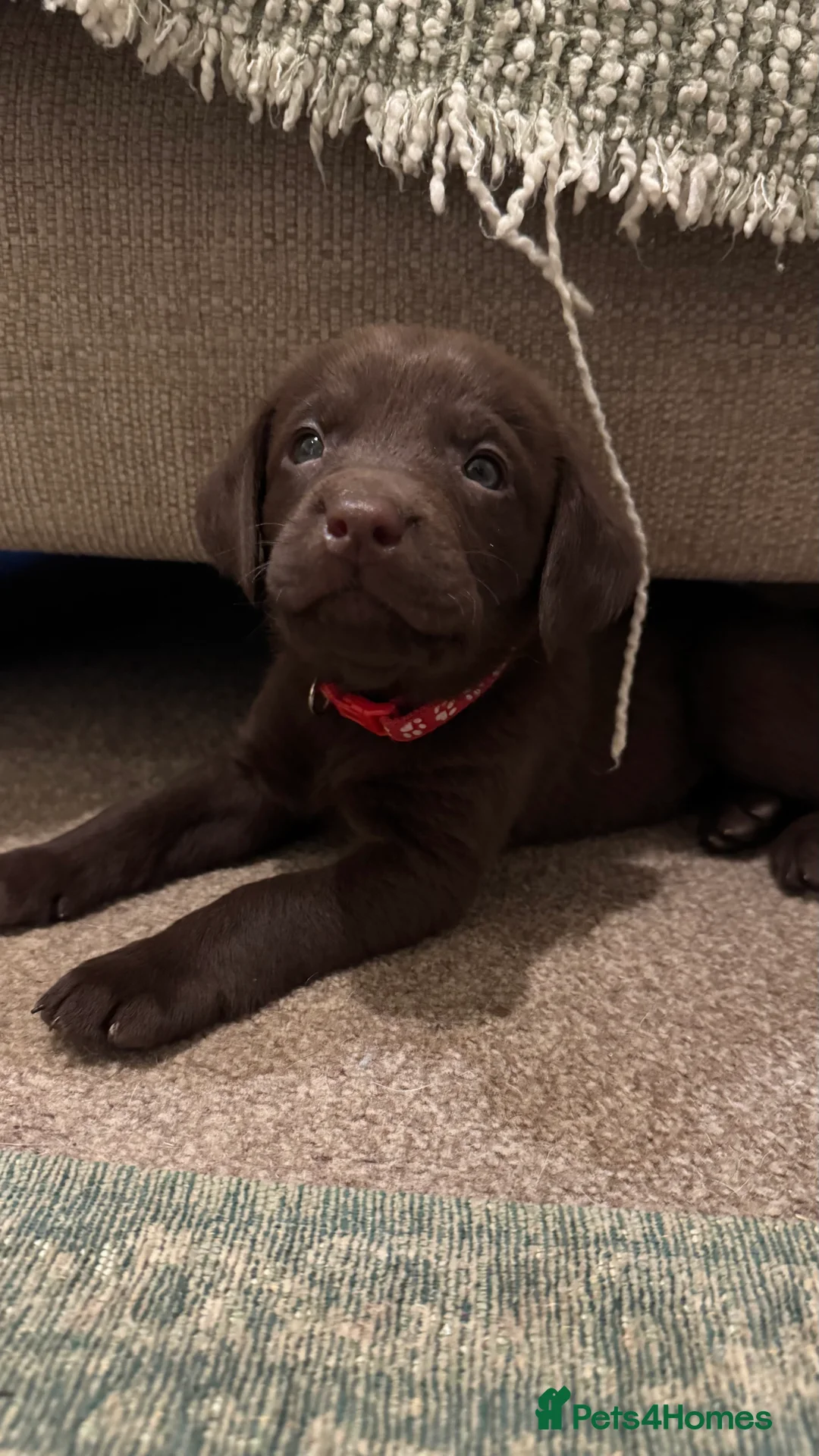 Labrador Retriever dogs for sale: Beautiful Chocolate and Yellow working Labradors  - Advert 38