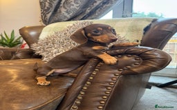 Dachshund dogs for sale: Miniatu Dachshund Puppies  - Image 5