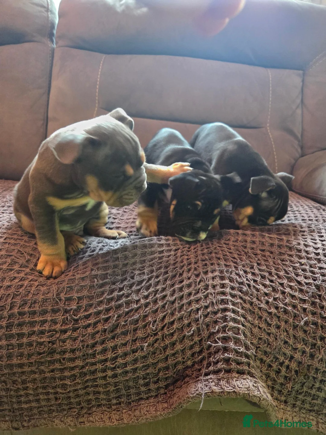 English Bulldog dogs for sale: English bulldogs for sale - Advert 2