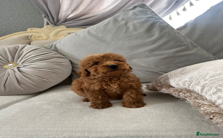 Labradoodle dogs - Advert 4