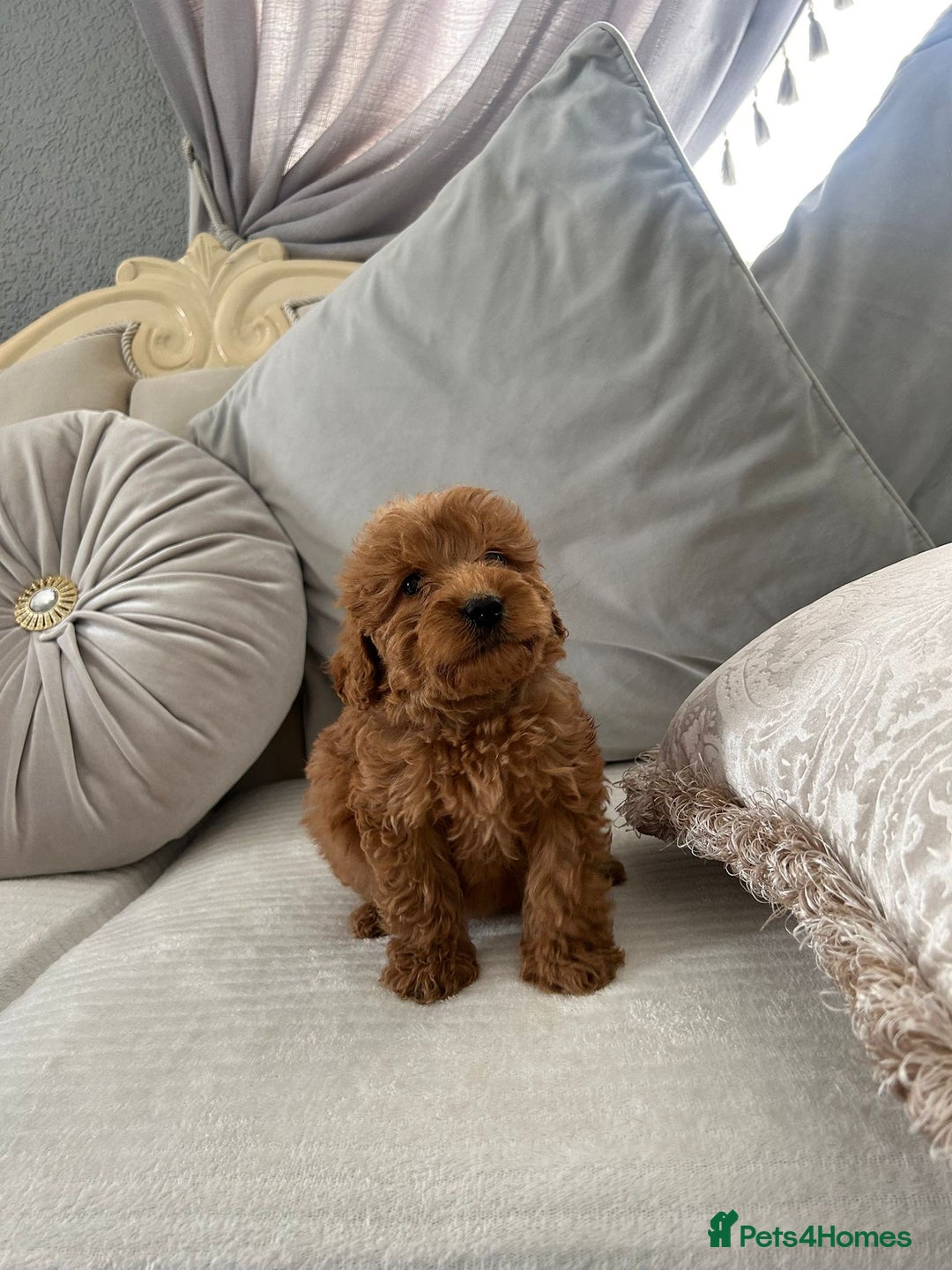 Labradoodle dogs for sale: Beautiful Labradoodle  - Image 1