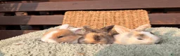 Mini Lop rabbits for sale: Gorgeous mini lop litter  - Advert 8