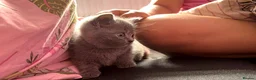 British Shorthair cats for sale: British shorthair  - Advert 3