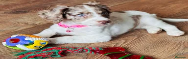 Cockapoo 1
