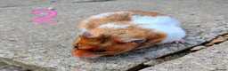 Hamster rodents for sale: Young Syrian Hamsters - Advert 5