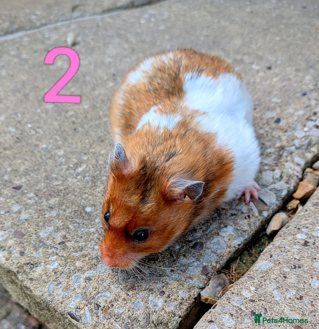 Hamster rodents for sale: Young Syrian Hamsters - Advert 5
