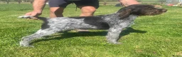 German Wirehaired Pointer dogs for sale: GWP STUNNING MALE PUPPY - Advert 8