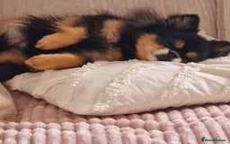 Chihuahua dogs for sale: Cream Chihuahua and pomeranian for sale - Image 5