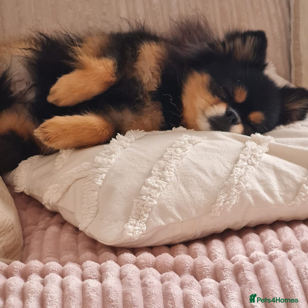 Chihuahua dogs for sale: Cream Chihuahua and pomeranian for sale - Image 5