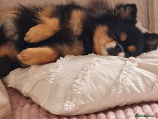 Chihuahua dogs - Advert 5