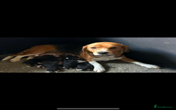 Beagle dogs for sale: Beautiful KC Beagle pups  - Image 7