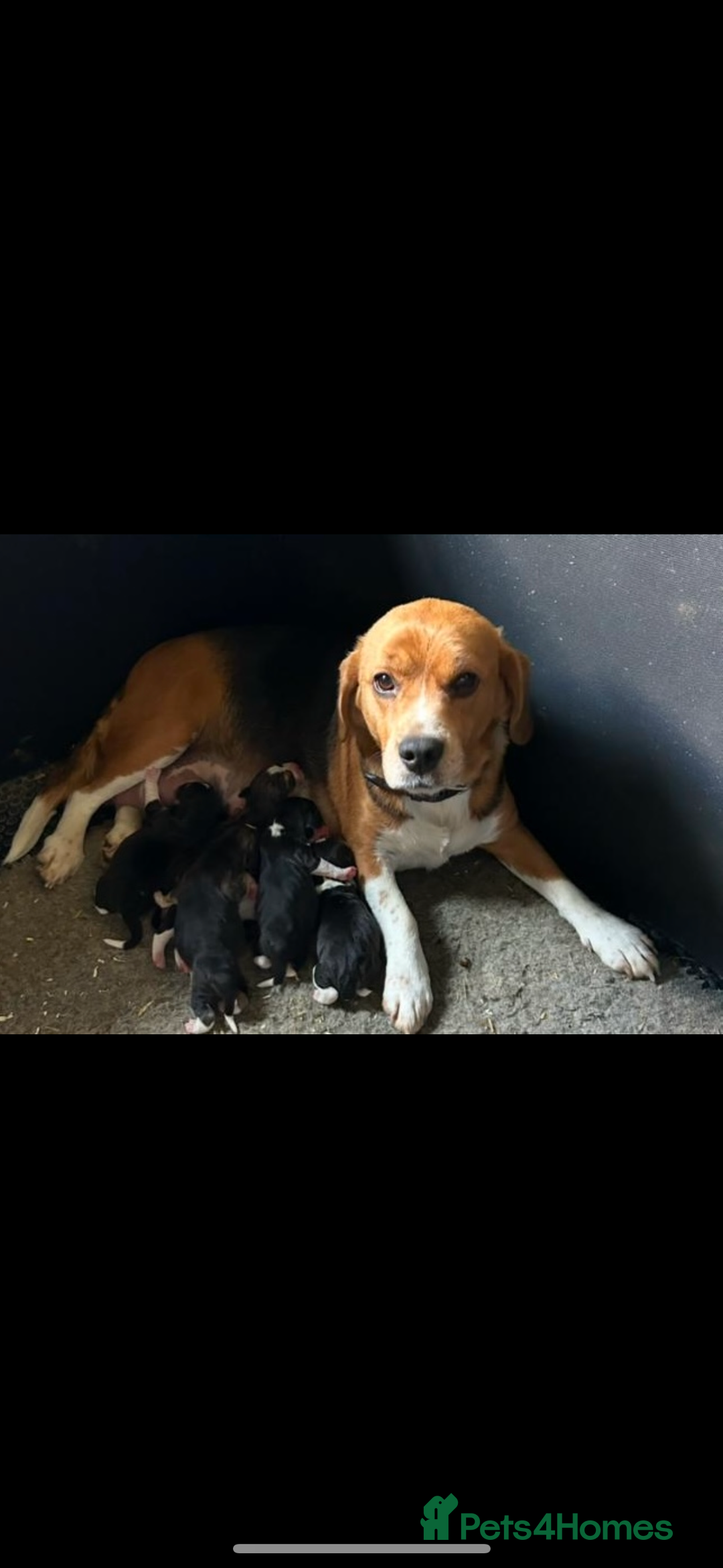 Beagle dogs for sale: Beautiful KC Beagle pups  - Image 7