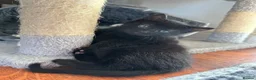 Mixed Breed cats for sale: 8 beautiful fluffy kittens 😻 - Advert 4