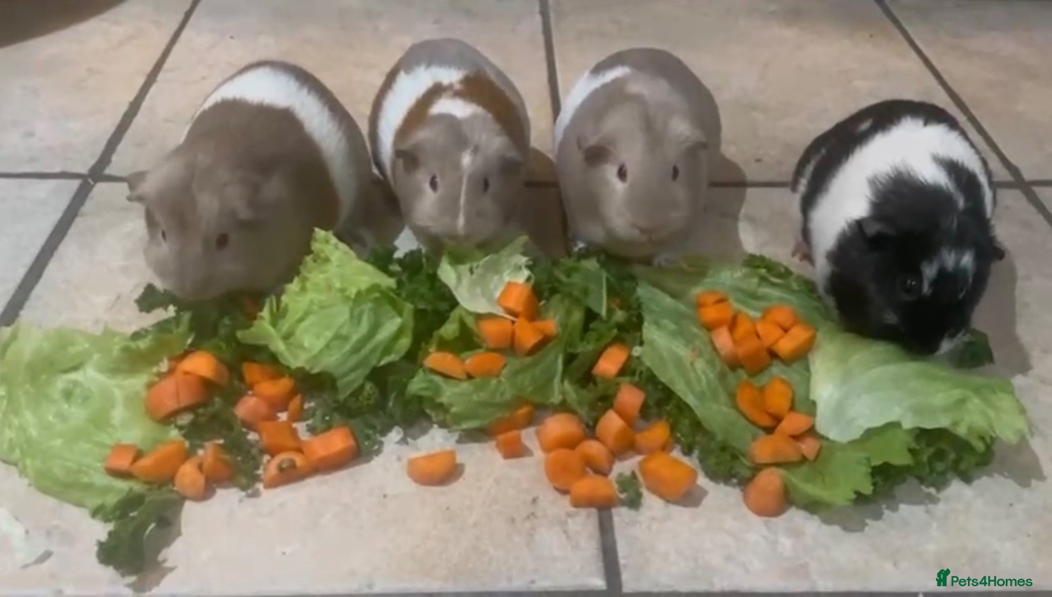Guinea Pig rodents Adorable adult female guinea pigs  - Advert 1