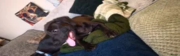 Staffordshire Bull Terrier dogs for sale: Male puppy for sale - Advert 8